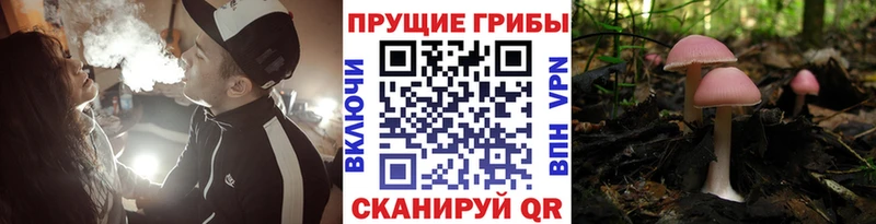 Купить  Мариинск  Галлюциногенные грибы GOLDEN TEACHER 
